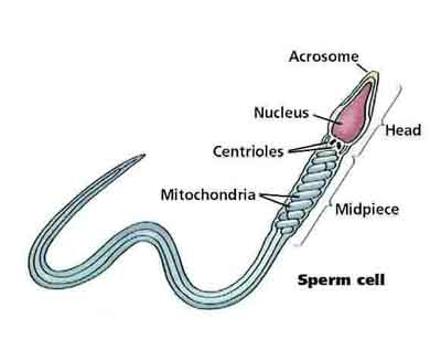Diagram of a single sperm