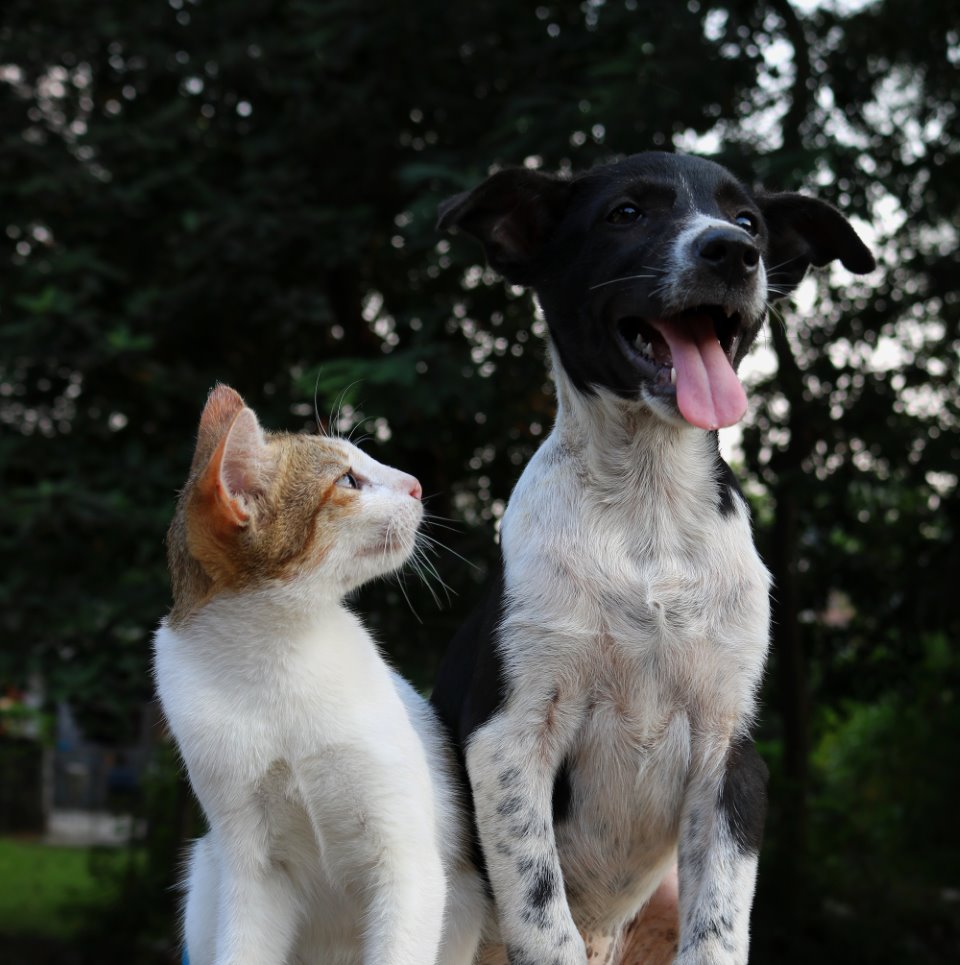 A dog and cat sat next to each other