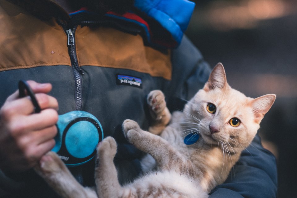 A man carry a cat in his arms