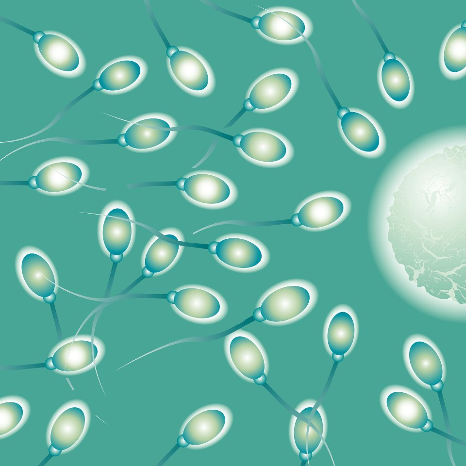 Microscopic image of sperm swimming towards egg