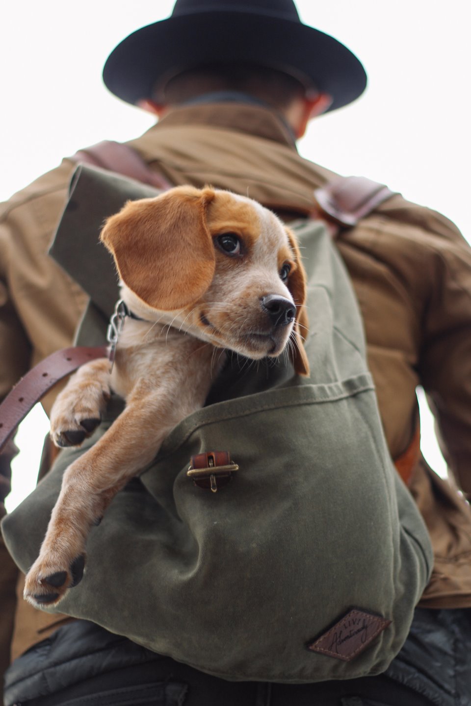 A man carrying a dog in his back pack